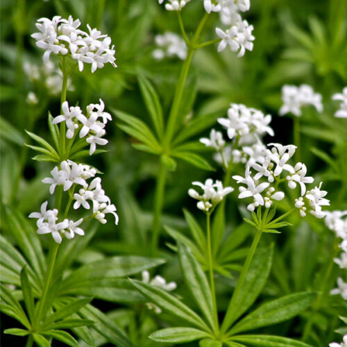 Cleavers Spring Spring Cleaning With Clingy Cleavers - Mother Earth Living